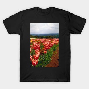 Tulips growing in the paddock T-Shirt